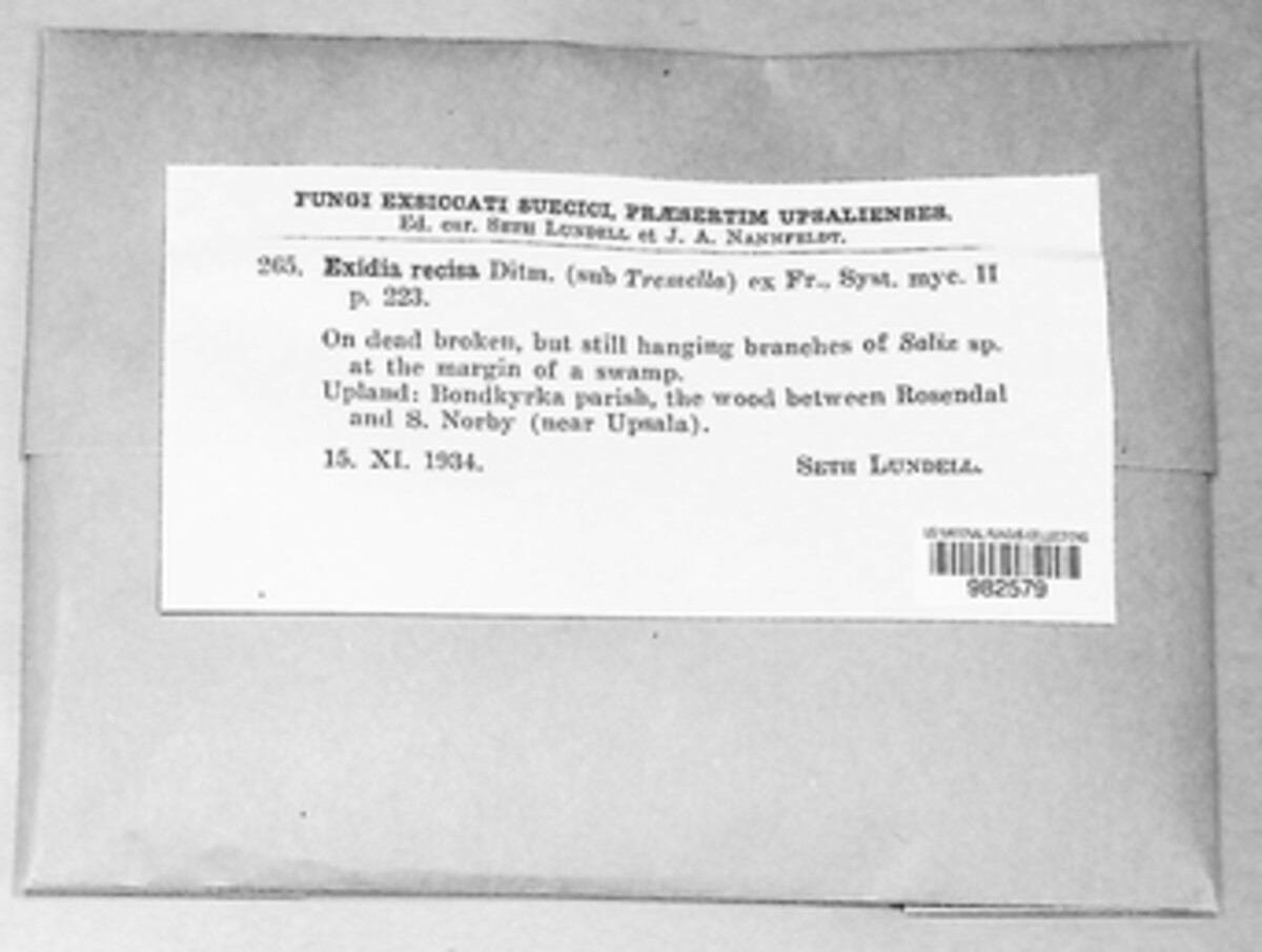 Exidia recisa image
